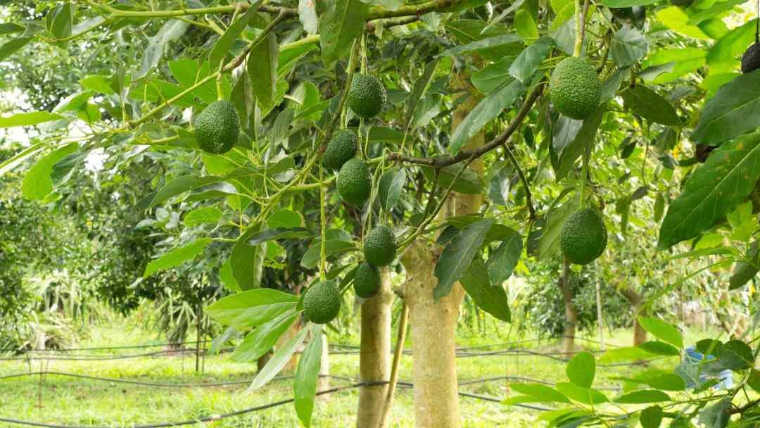 Avocado Prices Soar in Đắk Nông 2025 Amid Poor Harvest: Challenges & Opportunities for Exporters